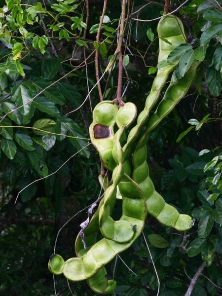 Гигантская фасоль )