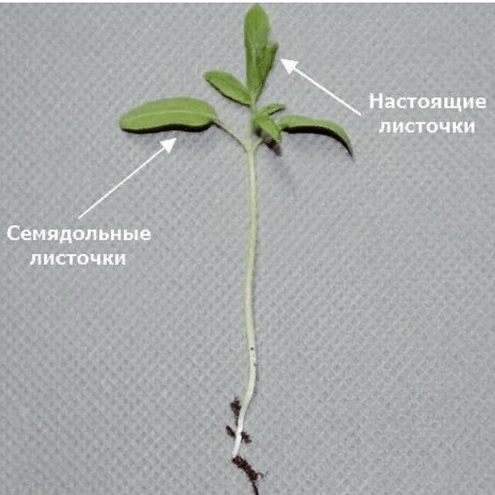 шакально, и вообще это помидор, но главное же суть