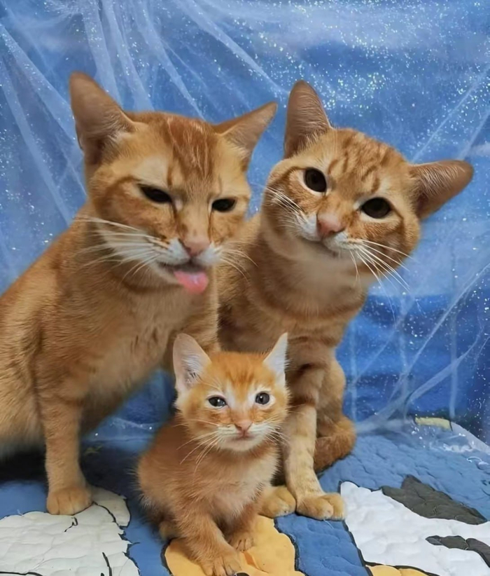 Семейное фото