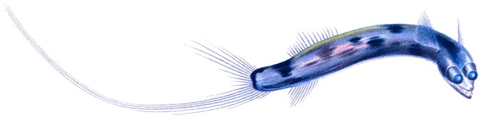 © <!--noindex--><a href="https://pikabu.ru/story/ryibateleskop_zhivoe_dokazatelstvo_chto_yevolyutsiya_ne_boitsya_strannostey_13393869?u=http%3A%2F%2Fwikipedia.org&t=wikipedia.org&h=069e34549d8605623376d6a956946f0dddfb7907" title="http://wikipedia.org" target="_blank" rel="nofollow noopener">wikipedia.org</a><!--/noindex-->