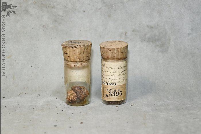  (Prunus cerasifera,      Prunus divaricata).    .   ..   ..  1911 .       .