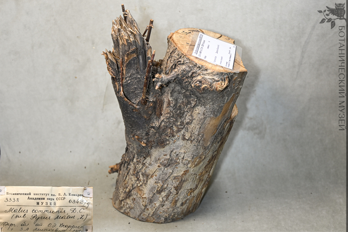   (Malus domestica,      Malus communis). , .   ..   ..  1911 .      .