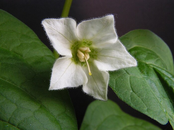   .    <!--noindex--><a href="https://pikabu.ru/story/ovoshchi_fizalis_13421362?u=http%3A%2F%2Fwikipedia.org&t=wikipedia.org&h=069e34549d8605623376d6a956946f0dddfb7907" title="http://wikipedia.org" target="_blank" rel="nofollow noopener">wikipedia.org</a><!--/noindex-->.