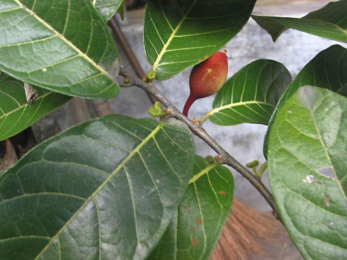 Листья и плод анчара. Фото с сайта <!--noindex--><a href="https://pikabu.ru/story/yadovityie_anchar_13414161?u=http%3A%2F%2Ffb.ru&t=fb.ru&h=565b3cc271a87850389037e41fd8b46452b70e40" title="http://fb.ru" target="_blank" rel="nofollow noopener">fb.ru</a><!--/noindex-->.