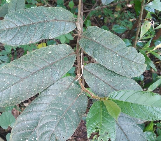 Листья анчара. Фото с сайта <!--noindex--><a href="https://pikabu.ru/story/yadovityie_anchar_13414161?u=http%3A%2F%2Finaturalist.org&t=inaturalist.org&h=36da29dc9fa38f53878b53b1ea8a2c5941d0e9cc" title="http://inaturalist.org" target="_blank" rel="nofollow noopener">inaturalist.org</a><!--/noindex-->.