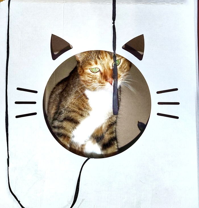 А я в домике сижу и усами шевелю...