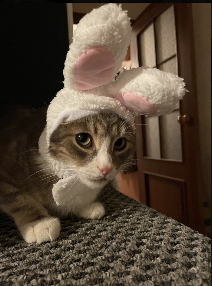 Ответ на пост «Во взгляде так и читается: "месть моя будет страшна!"»