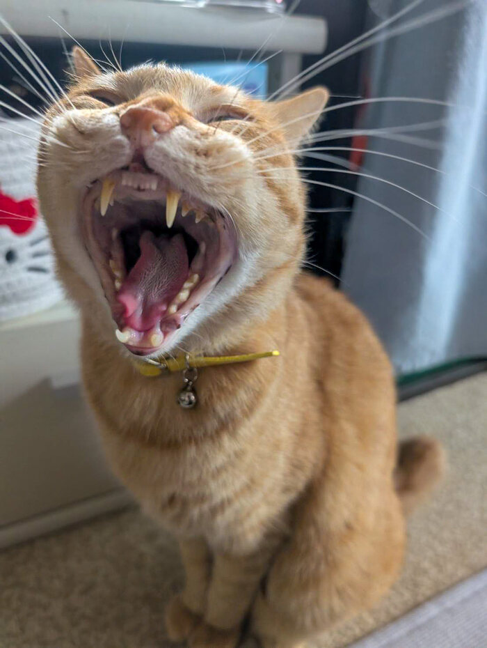 Из котиного тви: