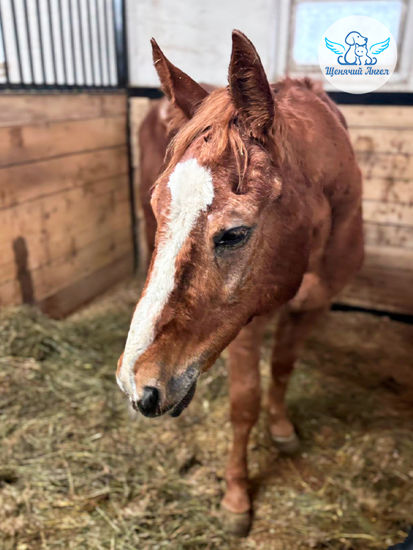 Грива отросла, кожа почти полностью восстановилась, Юлий стал просто красавцем