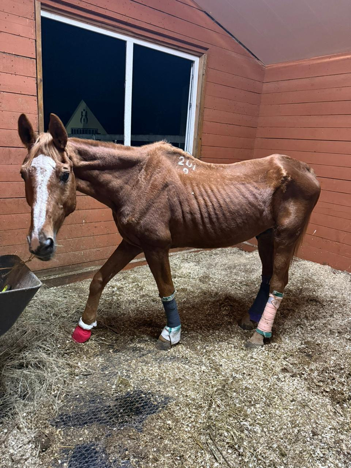 Юлий в стойле: пока шли процедуры, прогулки временно отменили