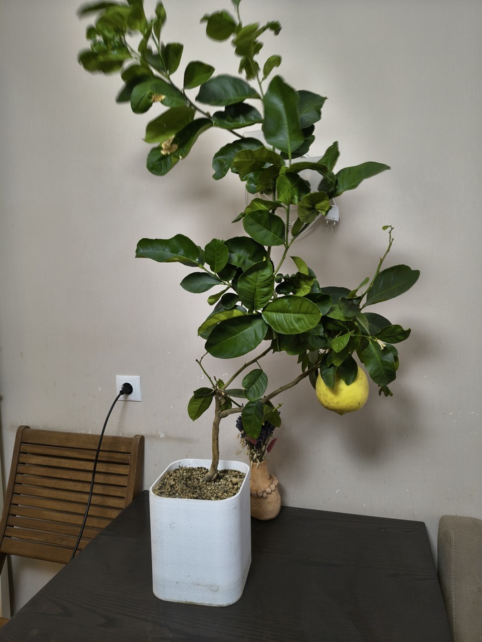 Горшок изготовлен на 3д принтере кстати. В какой то момент пришло понимание что промышленность нормальные горшки для цитрусовых просто не делает. И да, тот грунт что продают с надписью "для цитрусовых" - почти всегда очень плох и не годится для цитрусовых.