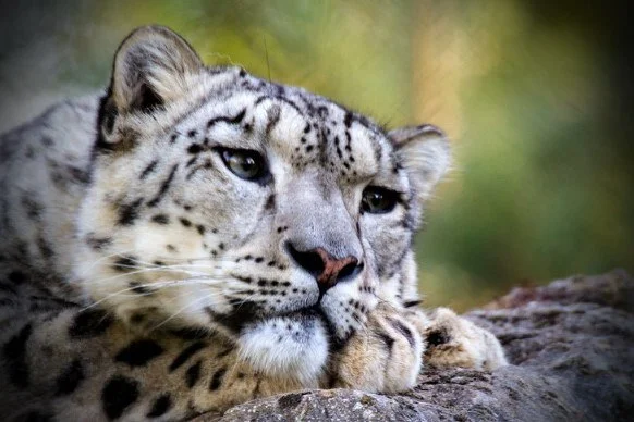 Sleepy look - Series Snow Leopard, Snow Leopard, Dream, nap, Drowsiness, Predatory animals, Wild animals, wildlife, Cat family, Big cats, Telegram (link), Longpost