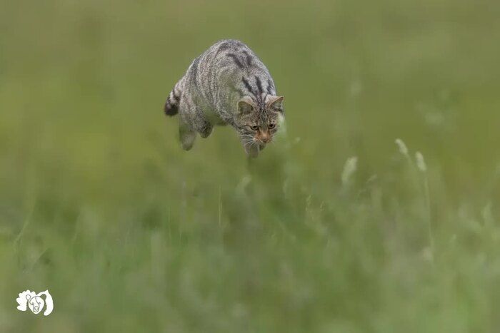 Лесной кот охотится