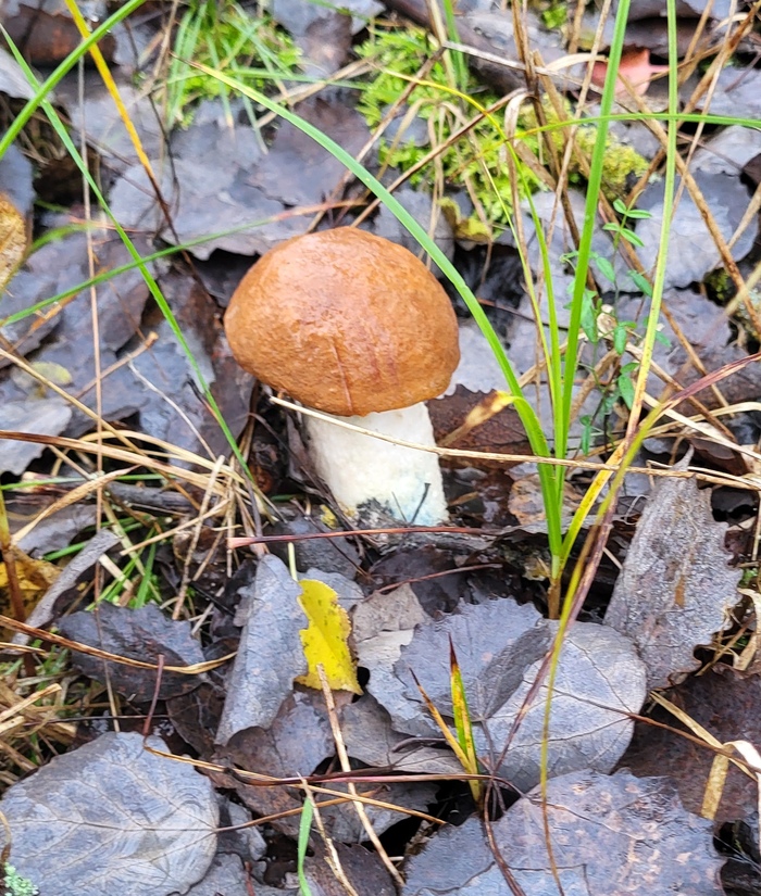 Подосиновик