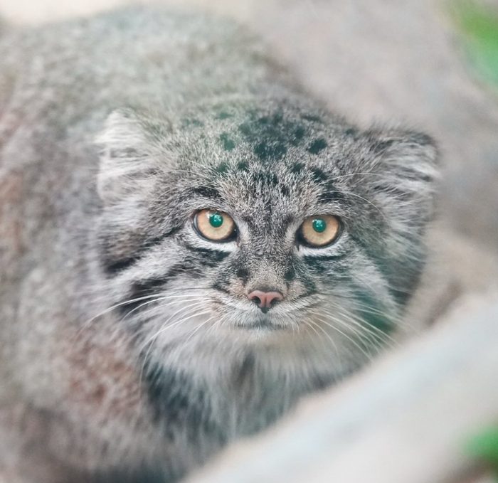 Зеленоглазость