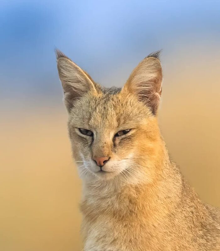 Портрет камышового кота