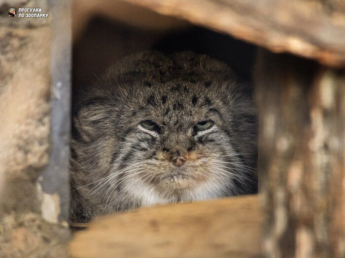 Доброй ночи, Пикабу