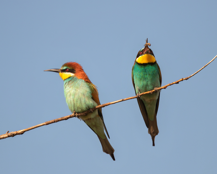 Золотистая щурка