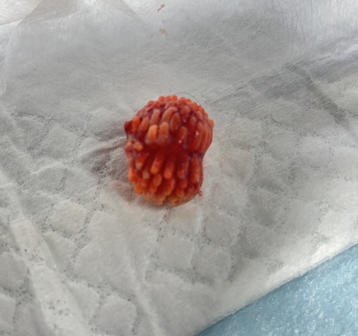 Кот с многократной рвотой на приеме))