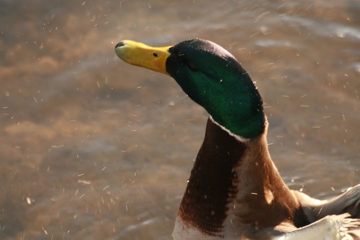 Утки в деталях