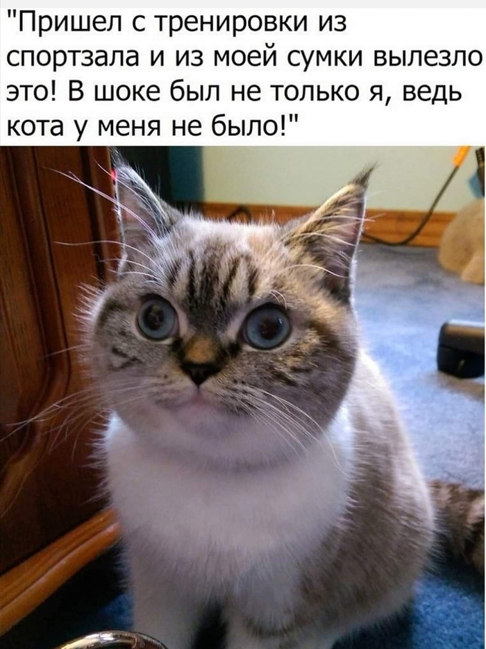 Нервни почесучивани