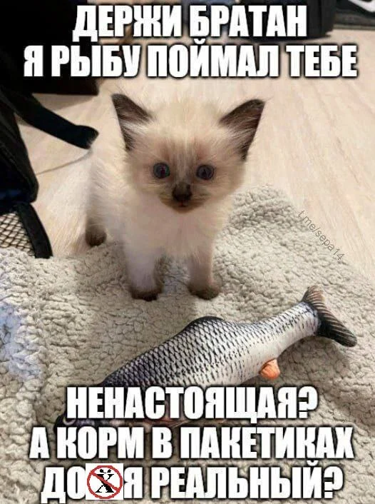 Справедливое замечание - Кот, Картинка с текстом, Мат, Реклама, Реферальная ссылка