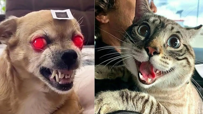 Смешные и забавные животные))