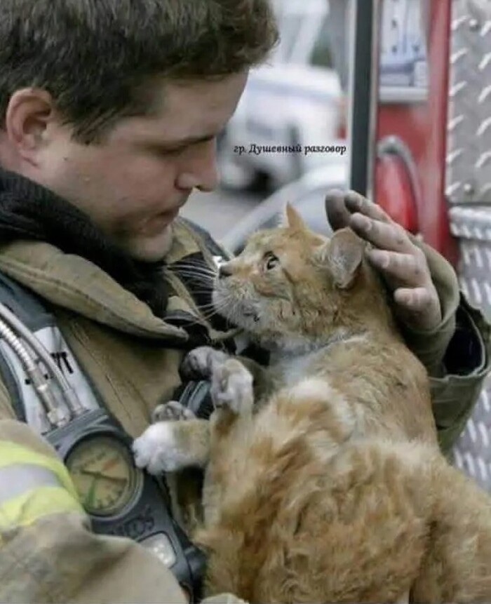 Взгляд спасённого из пожара кота