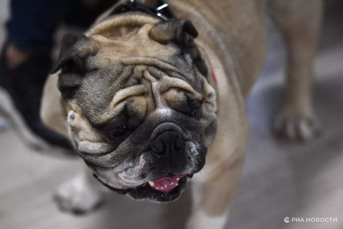   <a href="https://pikabu.ru/story/mopsyi_i_buldogi_mogut_ischeznut_v_britanii_v_sleduyushchie_desyat_let_13415590?u=https%3A%2F%2Fru.wikipedia.org%2Fwiki%2F%25D0%2590%25D0%25BD%25D0%25B3%25D0%25BB%25D0%25B8%25D0%25B9%25D1%2581%25D0%25BA%25D0%25B8%25D0%25B9_%25D0%25B1%25D1%2583%25D0%25BB%25D1%258C%25D0%25B4%25D0%25BE%25D0%25B3&t=%D0%B0%D0%BD%D0%B3%D0%BB%D0%B8%D0%B9%D1%81%D0%BA%D0%B8%D0%B9%20%D0%B1%D1%83%D0%BB%D1%8C%D0%B4%D0%BE%D0%B3&h=648e9304ba014a9527ad50f47439c43818171d1a" title="https://ru.wikipedia.org/wiki/%D0%90%D0%BD%D0%B3%D0%BB%D0%B8%D0%B9%D1%81%D0%BA%D0%B8%D0%B9_%D0%B1%D1..." target="_blank" rel="nofollow noopener"> </a>