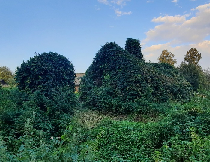 Все оплетено хмелем.