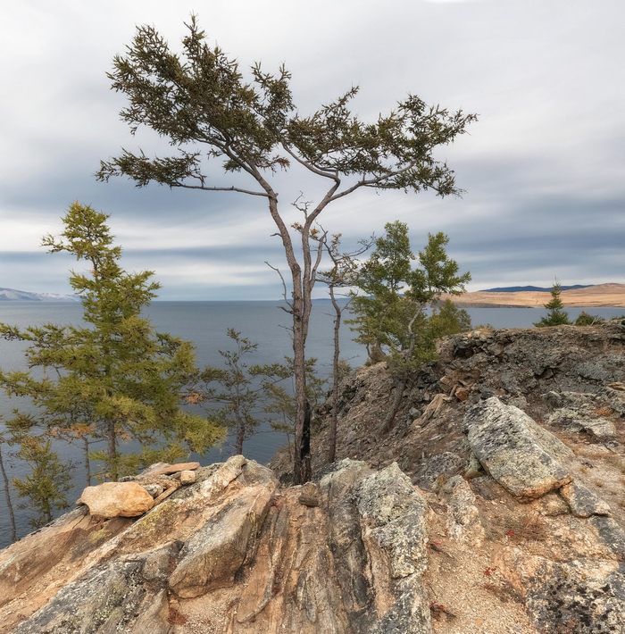 Фото: Марина Фомина <a href="https://pikabu.ru/story/prirodnyiy_bonsay_13419244?u=https%3A%2F%2Frtraveler.ru%2Fphoto%2F1479506%2F%3Fnew_photos%3D1&t=%D0%BE%D1%82%D1%81%D1%8E%D0%B4%D0%B0&h=b65638157d7f9f1e578d64981e04148c7fe37df5" title="https://rtraveler.ru/photo/1479506/?new_photos=1" target="_blank" rel="nofollow noopener">отсюда</a>