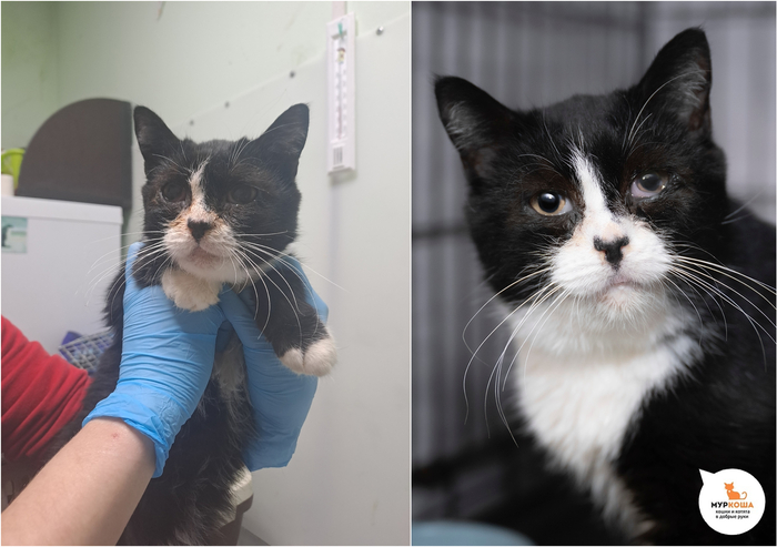 Кошка Клавиша, 5 лет, из приюта "Кошкин дом". Диагностирован ВИК. Пристраивается единственной кошечкой или в семью с кошками-носителями ВИК. Обращаем внимание, что ВИК не опасен для человека и животных других видов и не передается им.