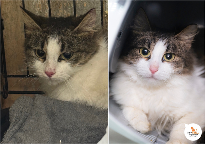 Кошка Рафэлла, 1 год, с передержки.