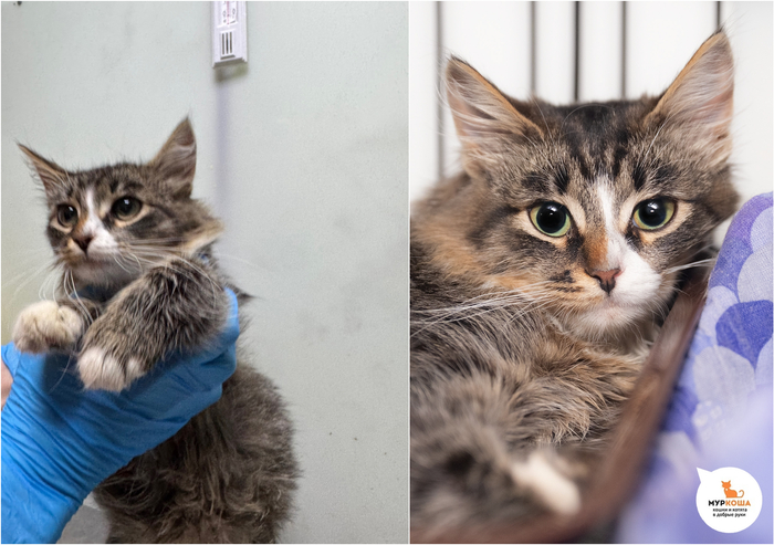 Котёнок-девочка Чебурашечка, 6 месяцев, найдена на улице.