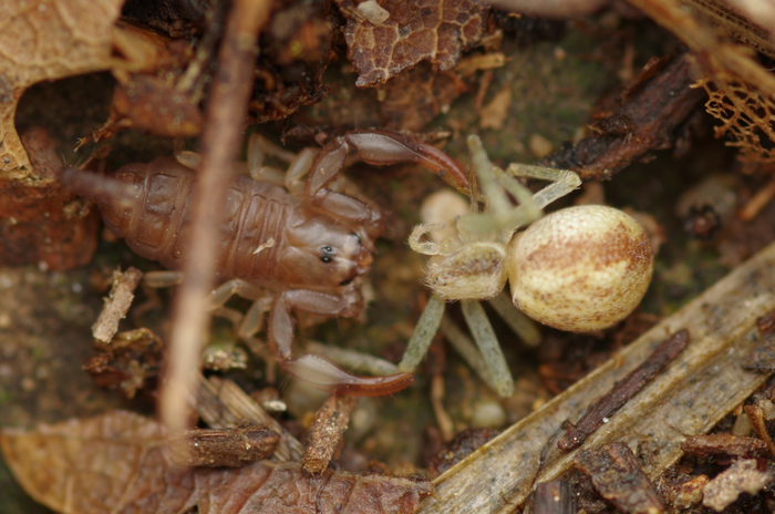 Ну что, восьминогий, попал ты. Теперь я здесь живу!