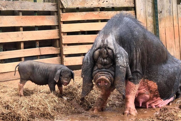— Ну что, доча, когда внуков мне принесёшь? — Мама, но мне ведь всего два месяца!