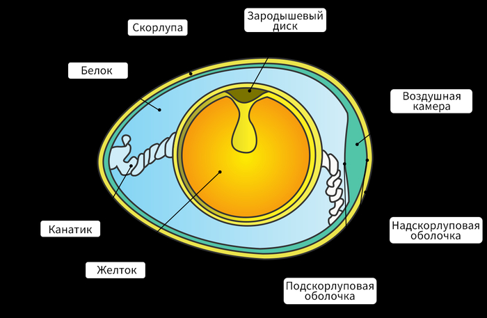 Схематичное строение яйца.