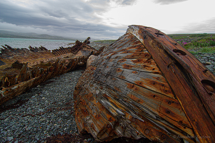 Дерево глубокой выдержки морем