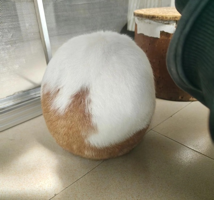 Через сколько времени обычно вылупляется кот из яйца?