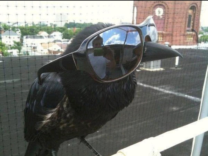 Не обязательно ворон захочет для вас позировать. Но если захочет, эти фотографии будут шикарны.