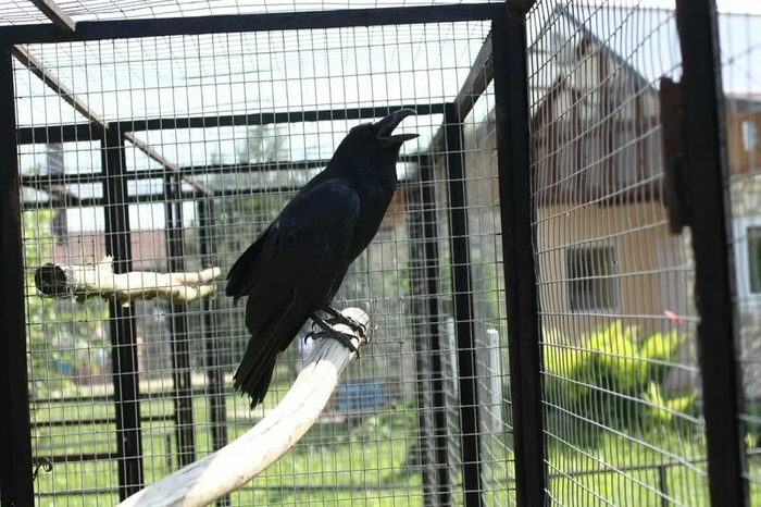 — Начальник, выпусти в магазин, я на 5 минут!