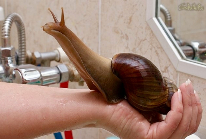 Ахатины не могут навредить экологии только в тех регионах, где зимние температуры опускаются ниже нуля хотя бы на неделю в году. Поэтому в нашей стране их содержать не запрещено.