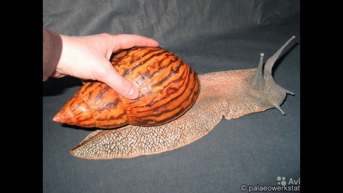 Страшные кадры того, как ахатина вырывается на свободу из заключения.