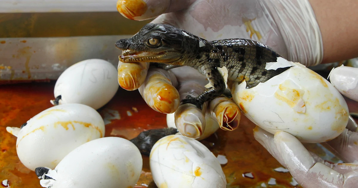      .       31,7 &#xB0;C   34,5 &#xB0;C,     ,     .