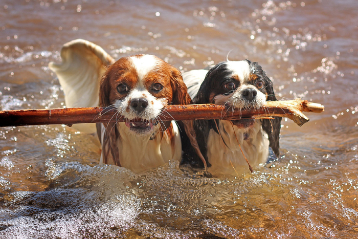 Плавают с удовльствием и могут активничать весь день.