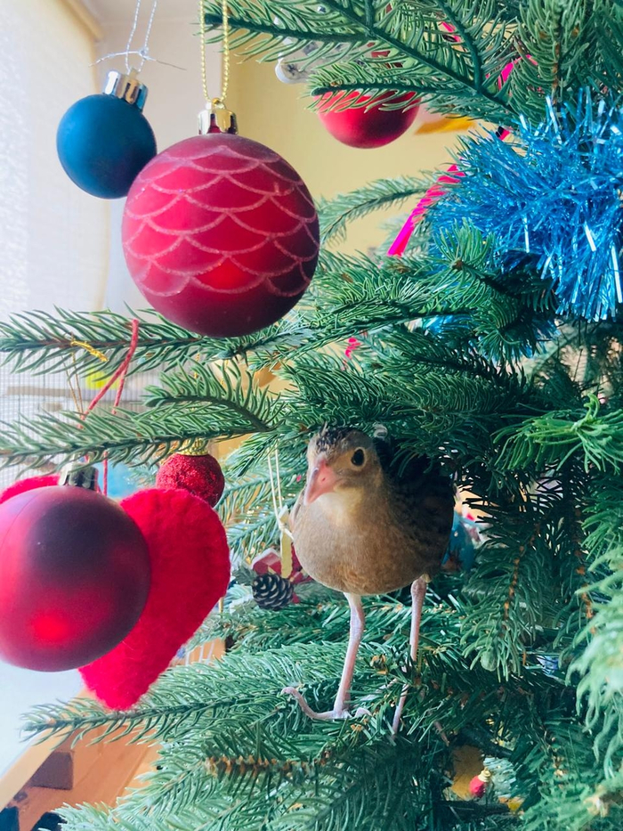 Лучший твой подарочек — это я! Полчаса искали этого дурашку всей семьей. Идеальная маскировка!