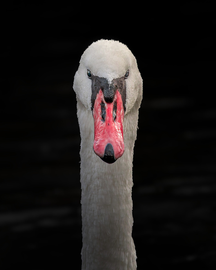 Лебединая моська