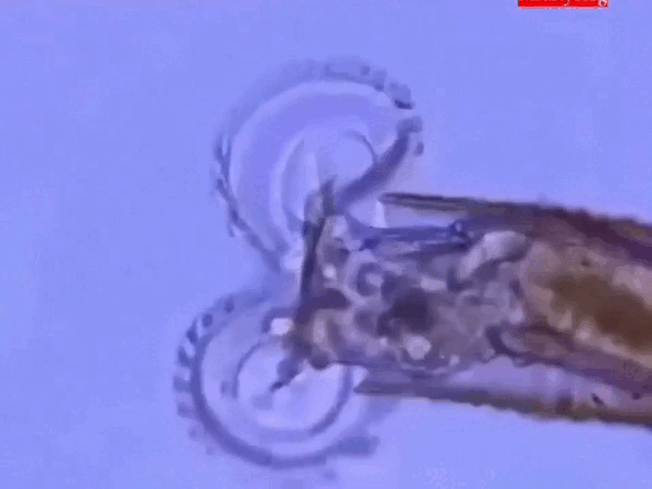 Игра началась!