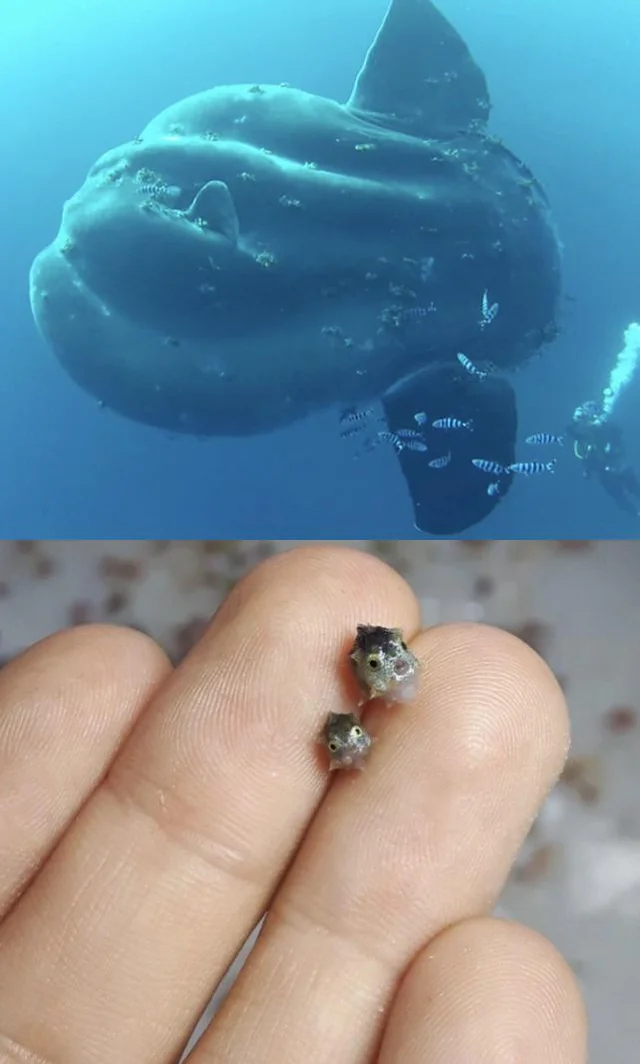    ,   - (Mola mola)   ,          60  .