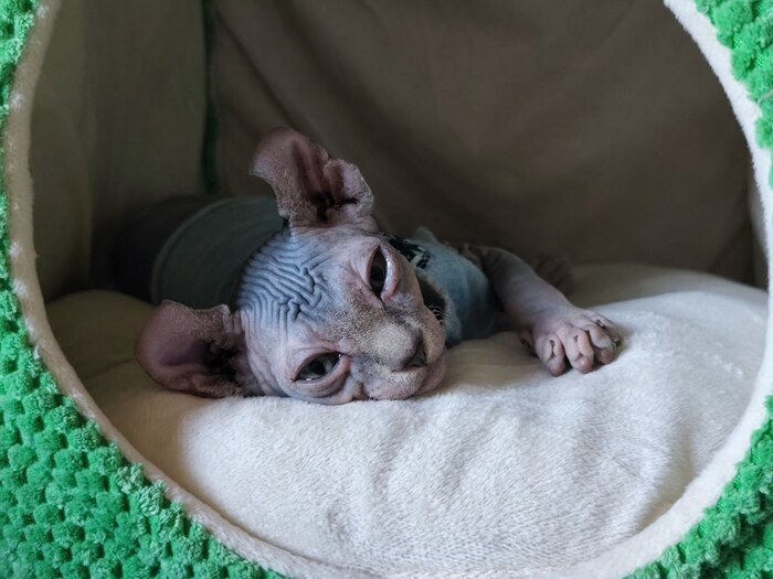 кот Финик в домике